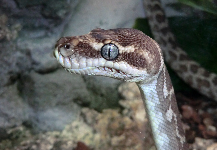 Rauhschuppenpython im Wuppertaler Zoo im Mai 2013