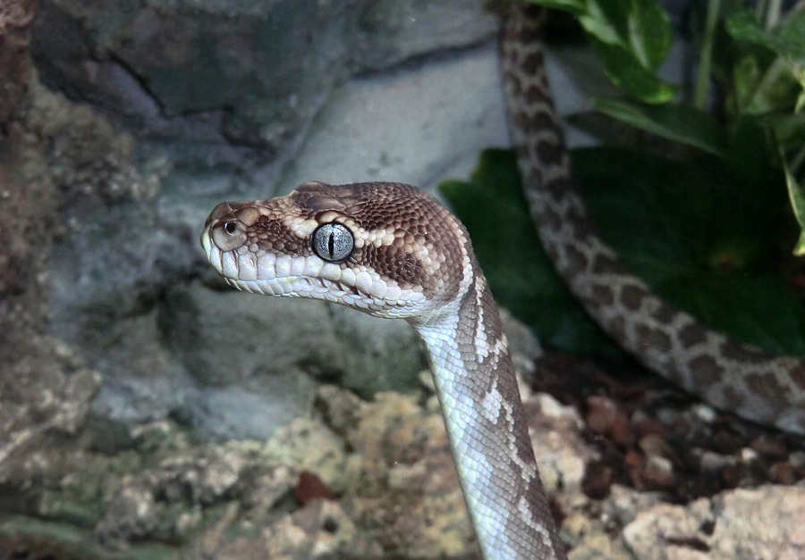 Rauhschuppenpython im Zoo Wuppertal im Mai 2013