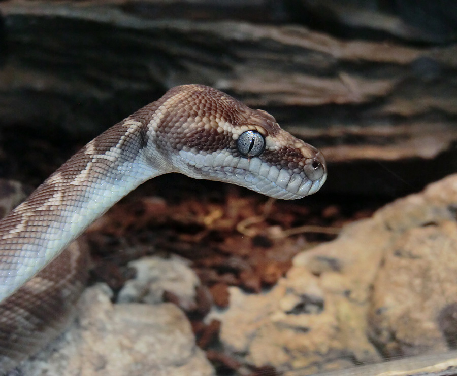 Rauhschuppenpython im Wuppertaler Zoo im Mai 2013