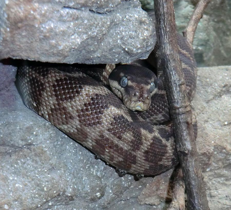 Rauhschuppenpython im Zoologischen Garten Wuppertal im August 2013