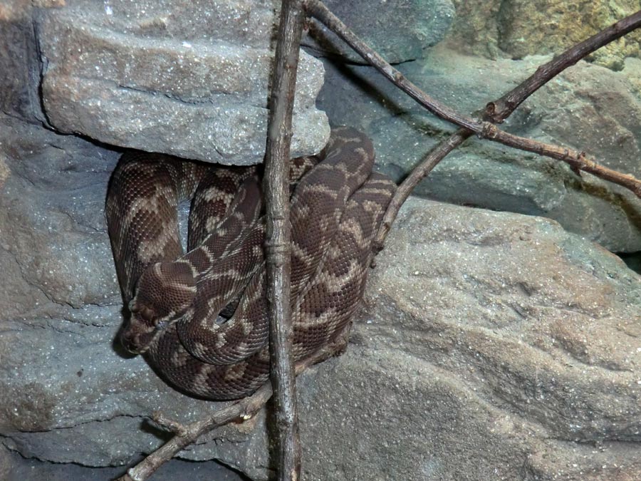 Rauhschuppenpython im Wuppertaler Zoo im August 2013