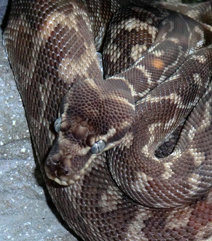 Rauhschuppenpython im Zoo Wuppertal im August 2013