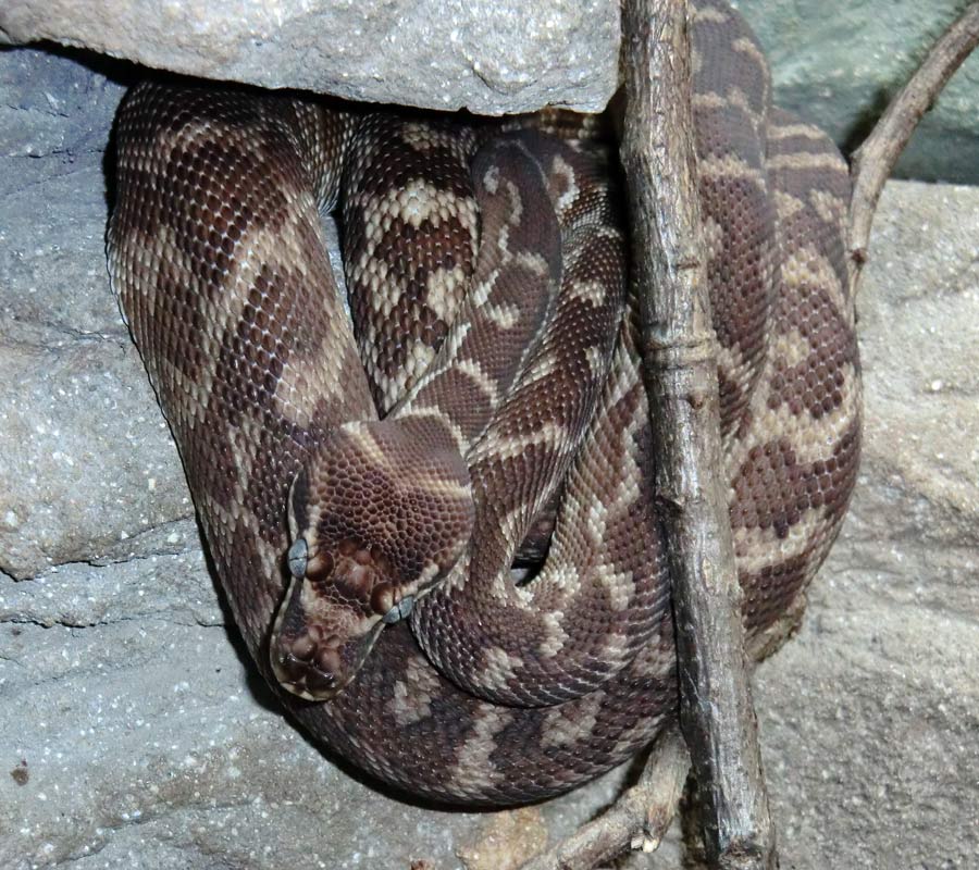 Rauhschuppenpython im Zoologischen Garten Wuppertal im August 2013