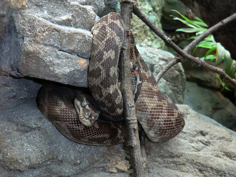 Rauhschuppenpython im Zoologischen Garten Wuppertal im August 2013