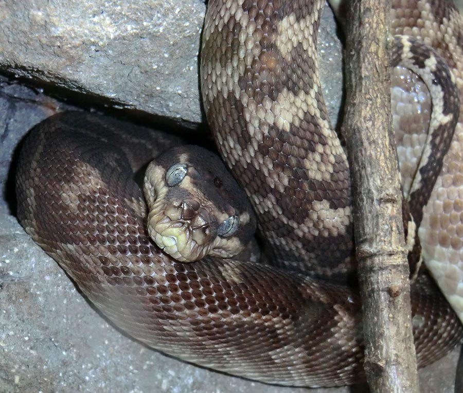 Rauhschuppenpython im Wuppertaler Zoo im August 2013