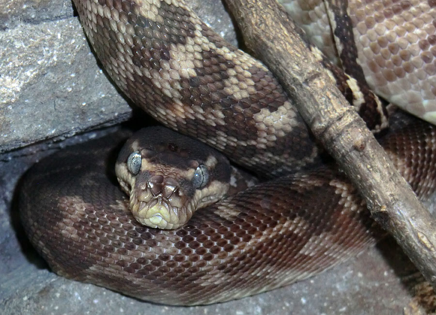 Rauhschuppenpython im Zoo Wuppertal im August 2013