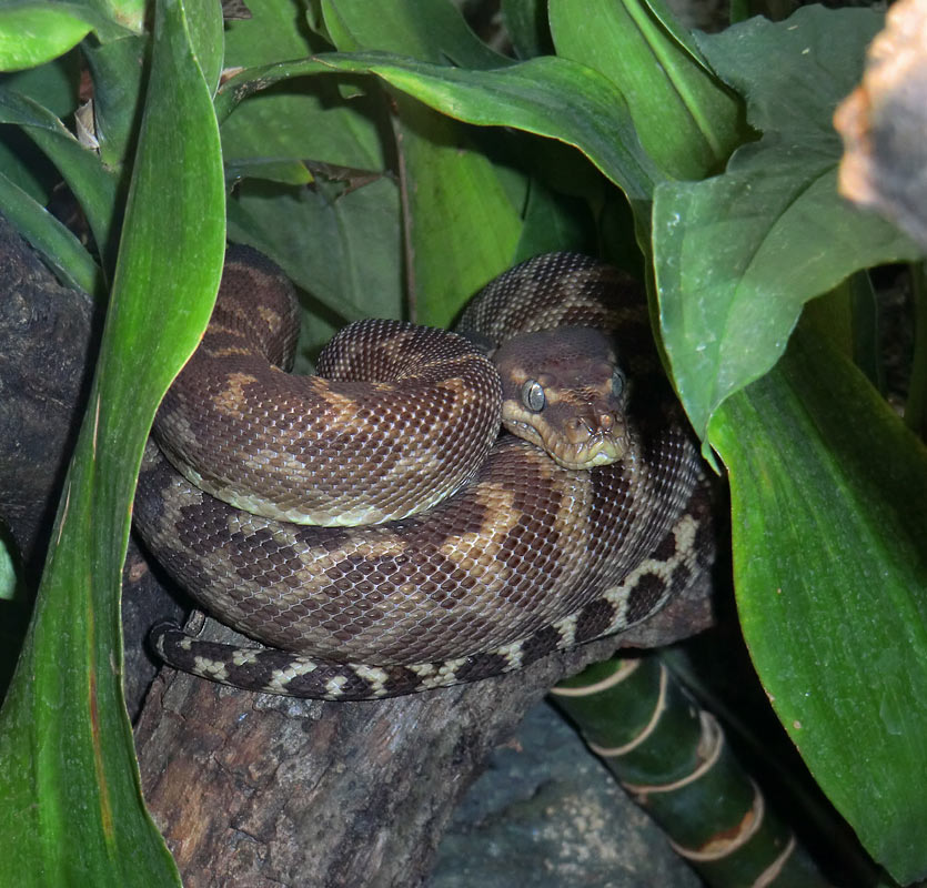 Rauhschuppenpython im Wuppertaler Zoo im November 2013