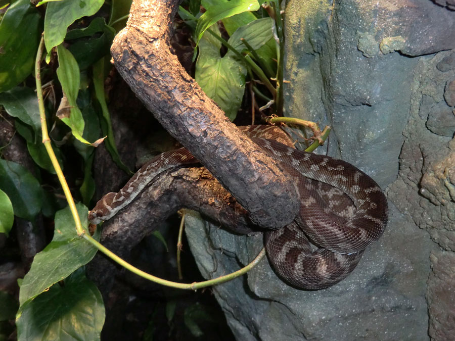 Rauhschuppenpython im Wuppertaler Zoo im Dezember 2013