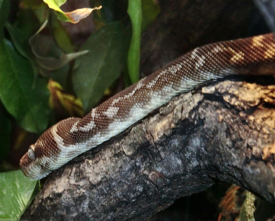 Rauhschuppenpython im Zoo Wuppertal im Dezember 2013