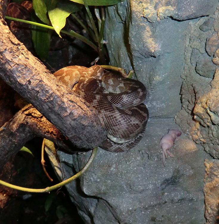 Rauhschuppenpython mit Futtertier im Zoo Wuppertal im Dezember 2013