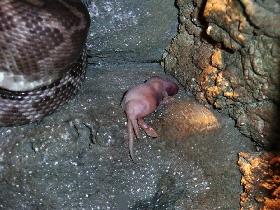 Futtertier für Rauhschuppenpython im Zoologischen Garten Wuppertal im Dezember 2013