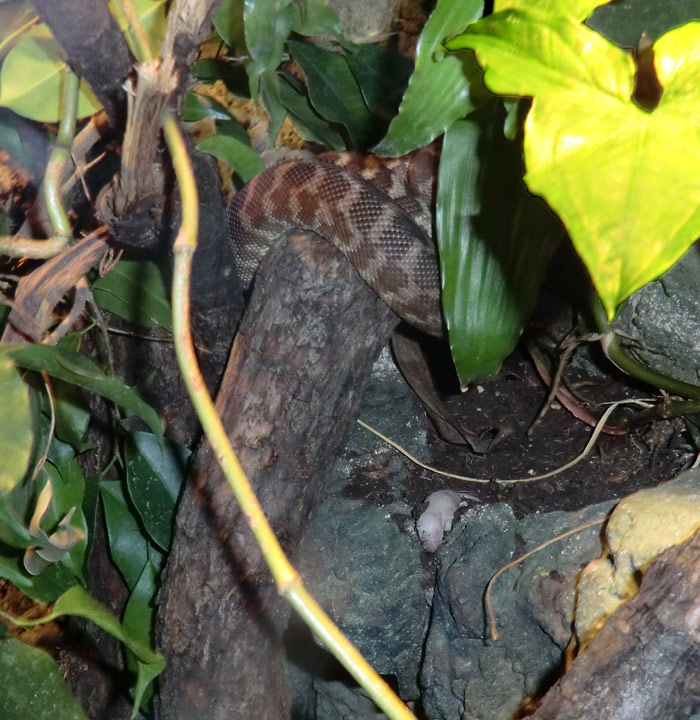 Rauhschuppenpython mit Futtertier im Zoologischen Garten Wuppertal im Dezember 2013