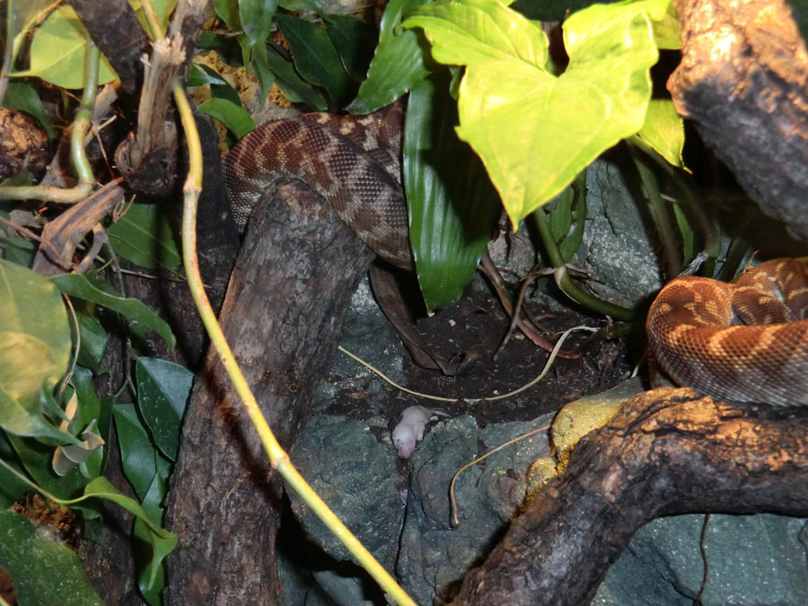 Rauhschuppenpythons mit Futtertier im Zoo Wuppertal im Dezember 2013