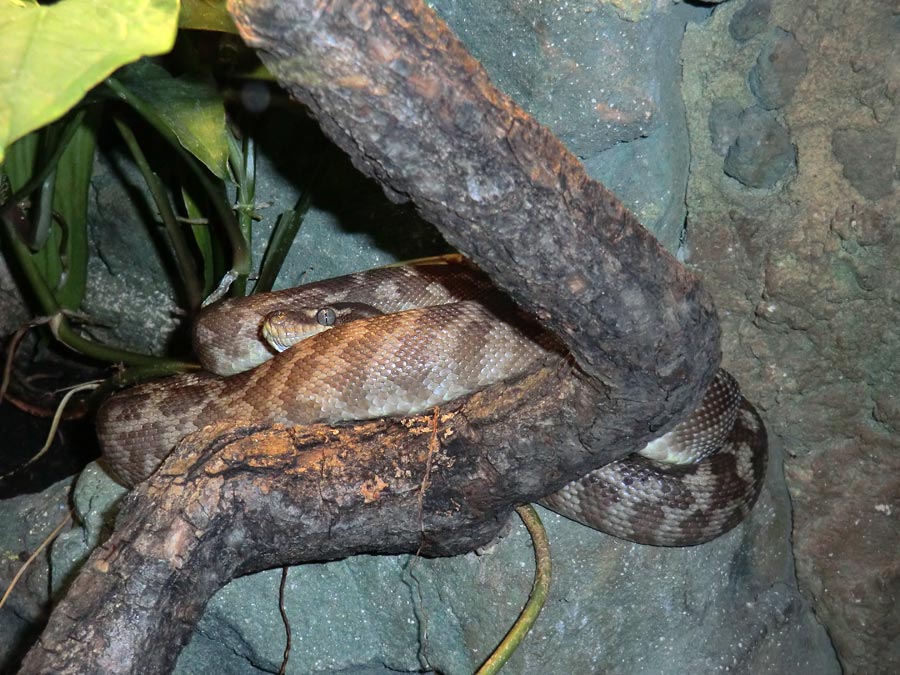 Rauhschuppenpython im Zoo Wuppertal im Dezember 2013