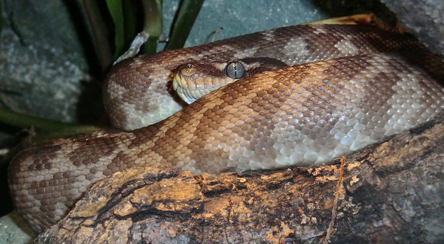 Rauhschuppenpython im Zoologischen Garten Wuppertal im Dezember 2013