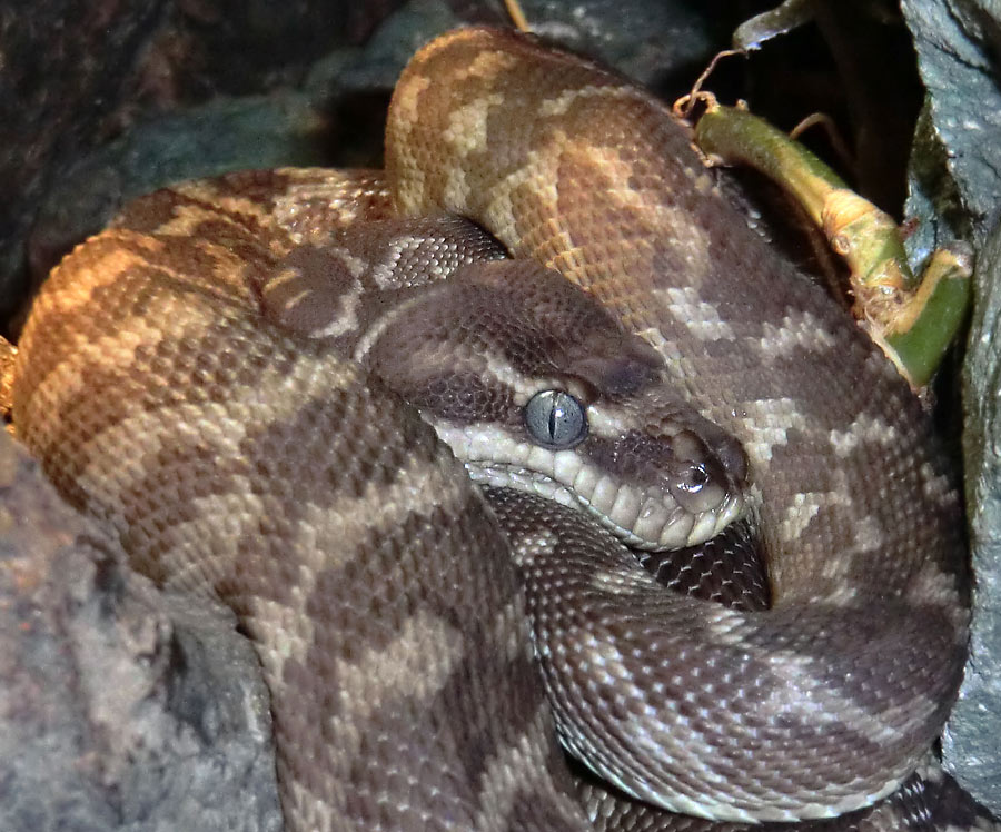 Rauhschuppenpython im Wuppertaler Zoo im Dezember 2013