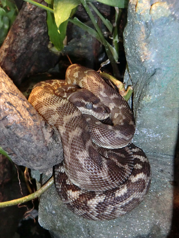 Rauhschuppenpython im Zoo Wuppertal im Dezember 2013