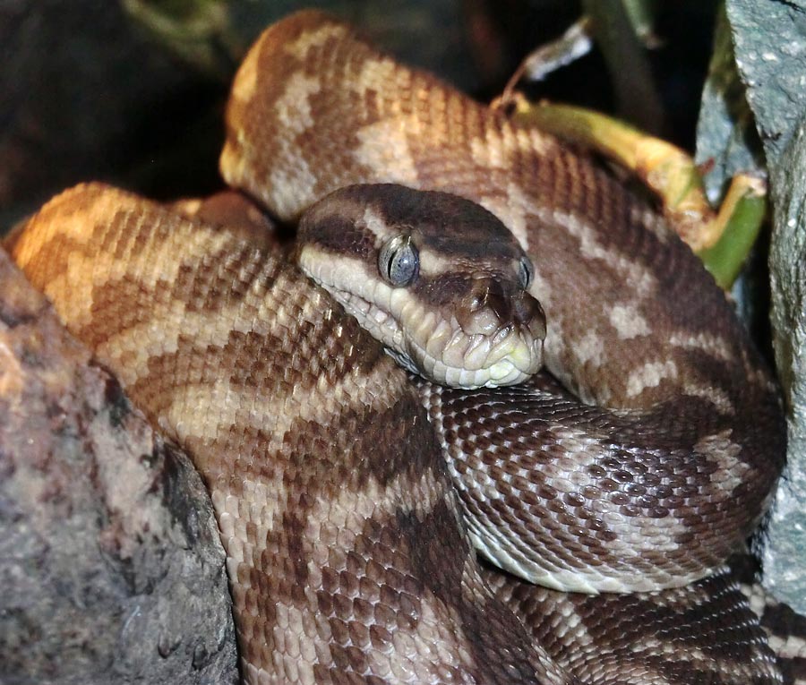 Rauhschuppenpython im Zoologischen Garten Wuppertal im Dezember 2013