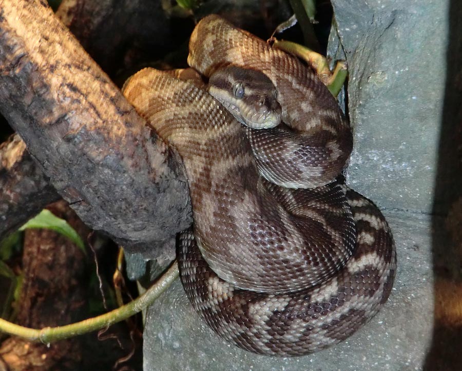 Rauhschuppenpython im Wuppertaler Zoo im Dezember 2013