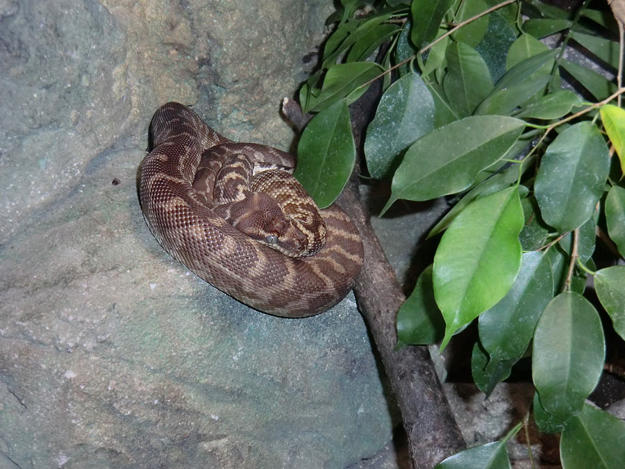 Rauschuppenpython im Zoo Wuppertal im Dezember 2013