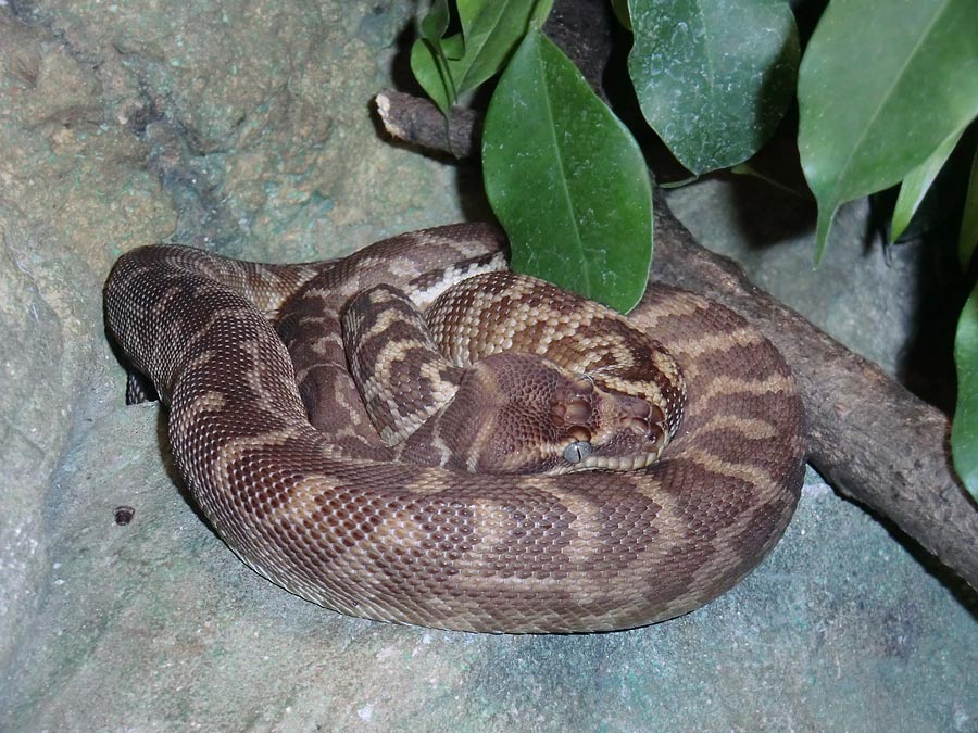 Rauschuppenpython im Zoologischen Garten Wuppertal im Dezember 2013