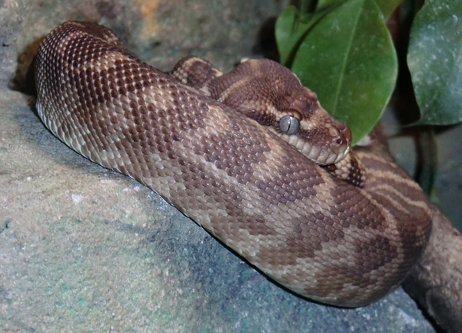 Rauschuppenpython im Wuppertaler Zoo im Dezember 2013