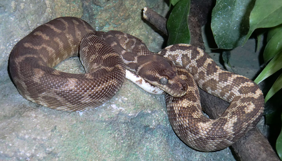 Rauschuppenpython im Zoologischen Garten Wuppertal im Dezember 2013