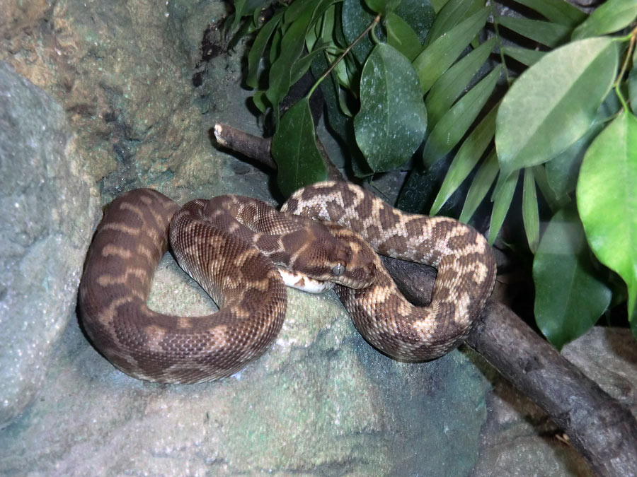 Rauschuppenpython im Wuppertaler Zoo im Dezember 2013