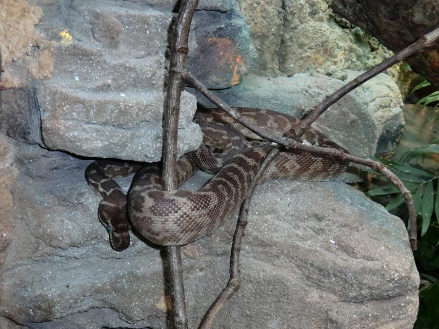 Rauschuppenpython im Wuppertaler Zoo im Dezember 2013