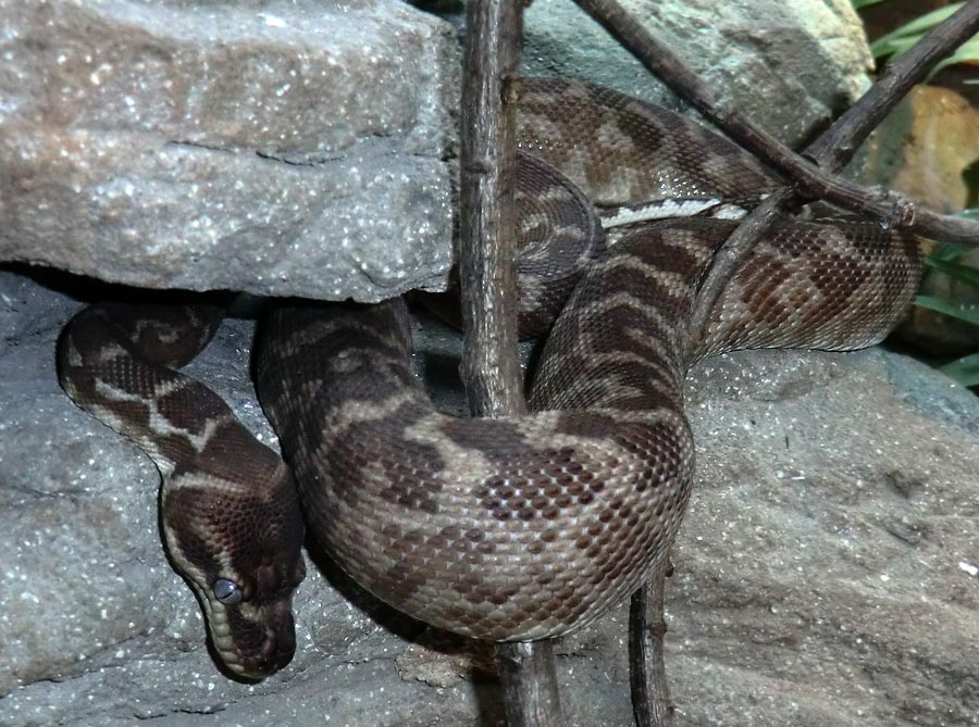 Rauschuppenpython im Zoo Wuppertal im Dezember 2013