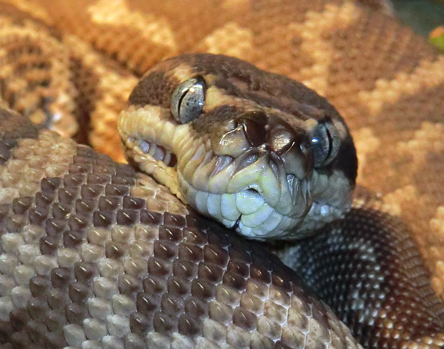 Rauschuppenpython im Zoologischen Garten Wuppertal im Januar 2014