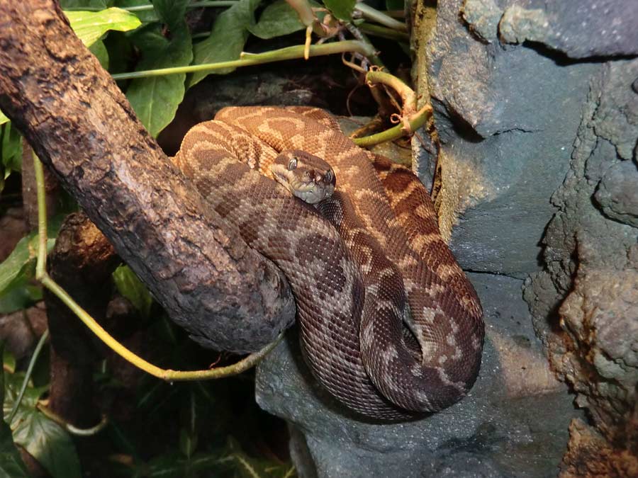 Rauschuppenpython im Wuppertaler Zoo im Januar 2014