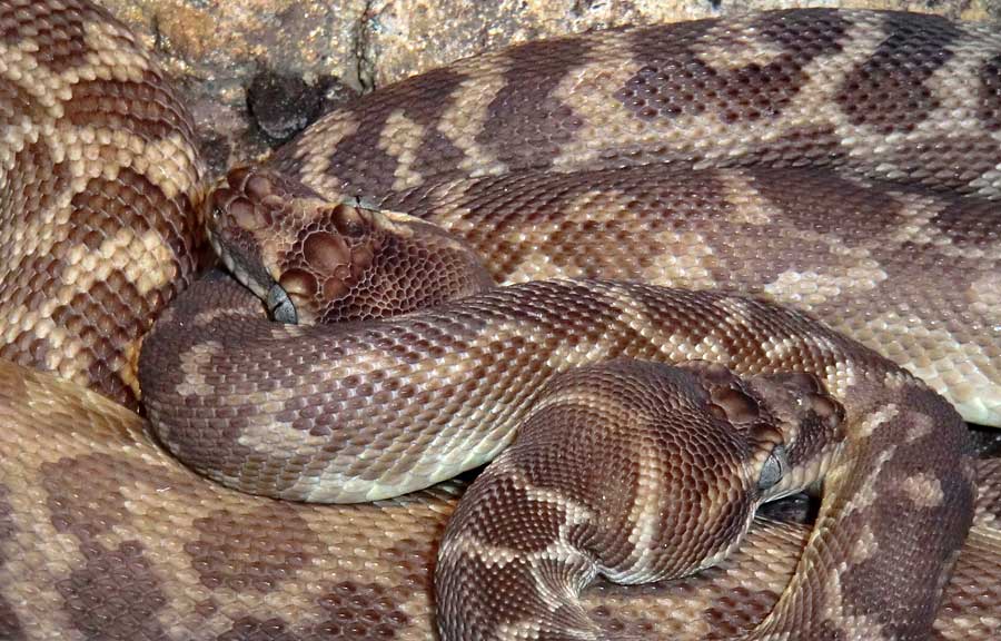 Rauschuppenpythons im Wuppertaler Zoo im Februar 2014