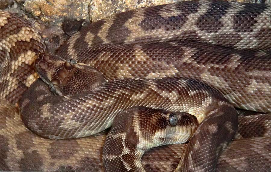 Rauschuppenpythons im Zoo Wuppertal im Februar 2014