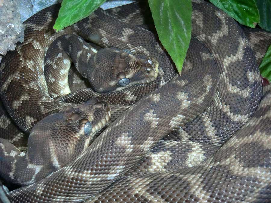 Rauschuppenpythons im Zoo Wuppertal im Mai 2014