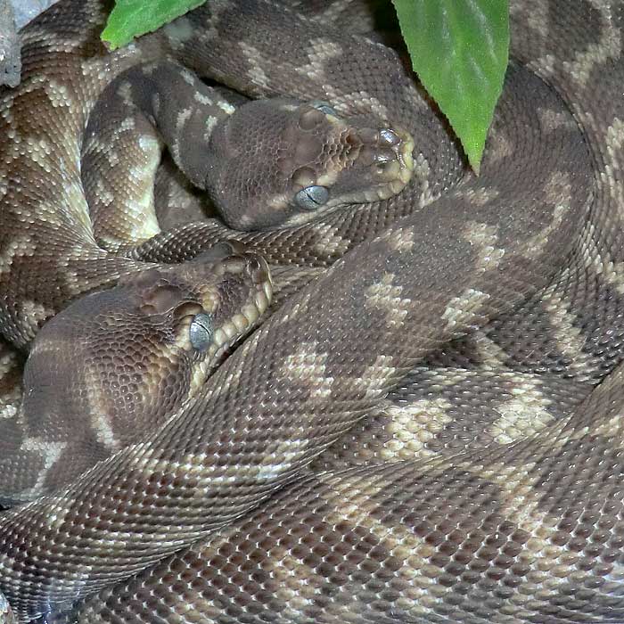 Rauhschuppenpythons im Wuppertaler Zoo im Mai 2014