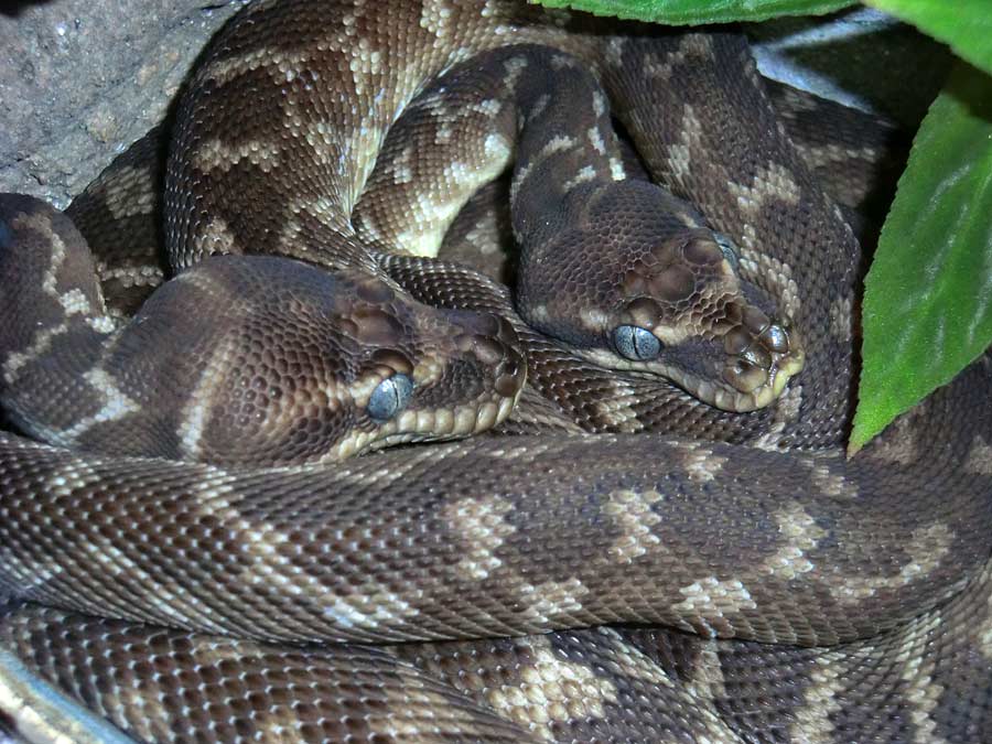 Rauschuppenpythons im Zoologischen Garten Wuppertal im Mai 2014