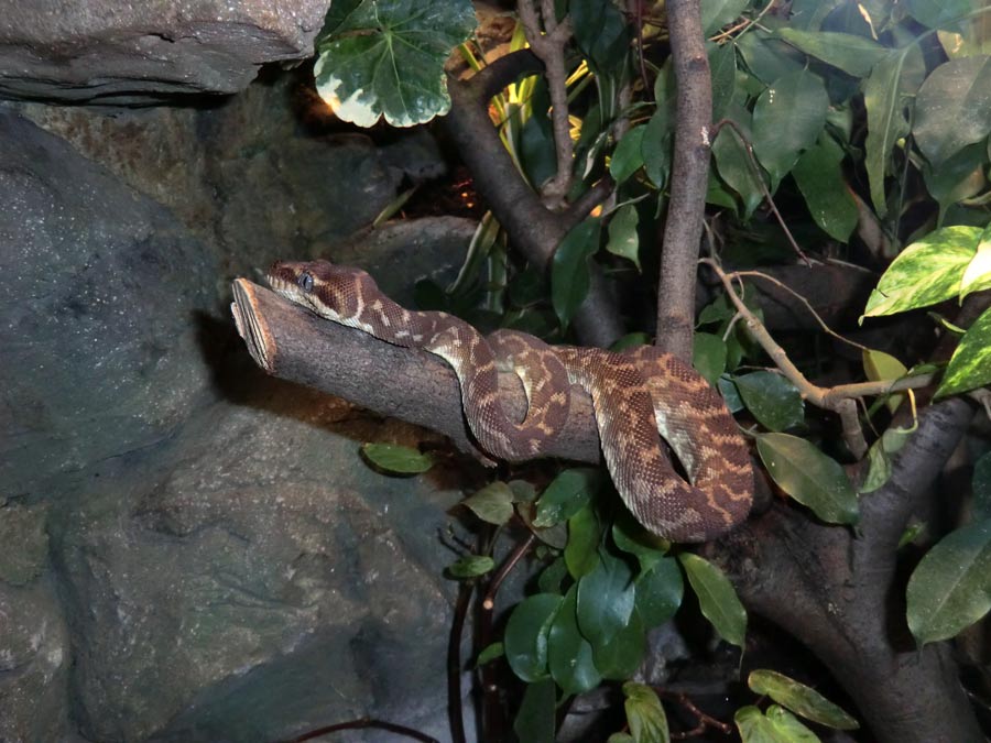 Rauschuppenpython im Zoo Wuppertal im Oktober 2014