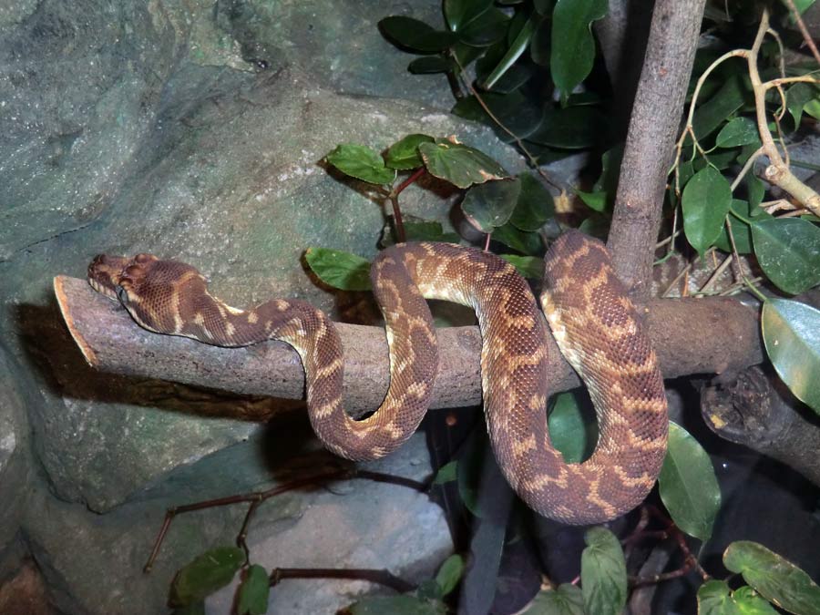 Rauschuppenpython im Zoologischen Garten Wuppertal im Oktober 2014