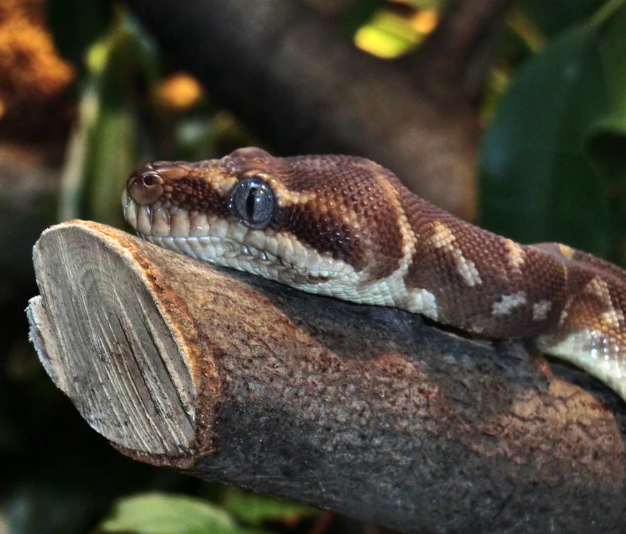 Rauschuppenpython im Wuppertaler Zoo im Oktober 2014