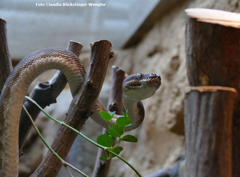 Rauhschuppenpython am 14. Juli 2017 im Terrarium im Grünen Zoo Wuppertal (Foto Claudia Böckstiegel-Wengler)