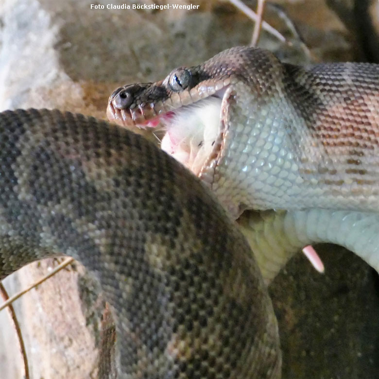 Rauhschuppenpython am 27. September 2017 im Terrarium im Zoologischen Garten der Stadt Wuppertal (Foto Claudia Böckstiegel-Wengler)