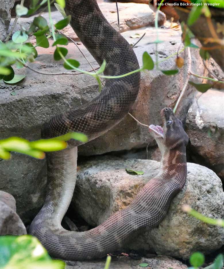 Rauhschuppenpython am 27. September 2017 im Terrarium im Zoologischen Garten Wuppertal (Foto Claudia Böckstiegel-Wengler)