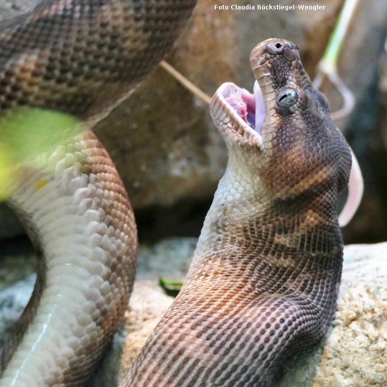 Rauhschuppenpython am 27. September 2017 im Terrarium im Wuppertaler Zoo (Foto Claudia Böckstiegel-Wengler)