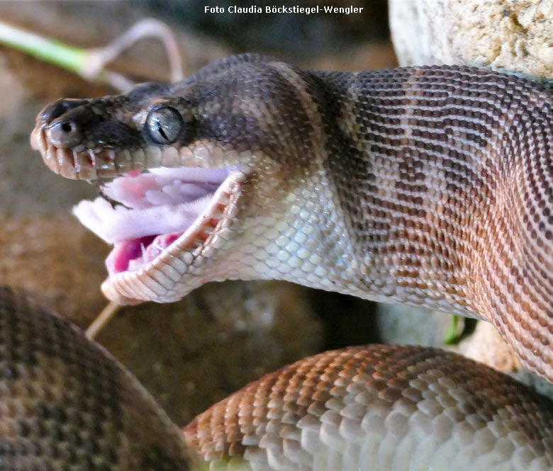 Rauhschuppenpython am 27. September 2017 im Terrarium im Zoo Wuppertal (Foto Claudia Böckstiegel-Wengler)