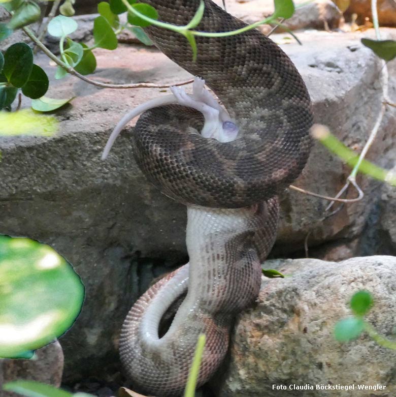 Rauhschuppenpython am 27. September 2017 im Terrarium im Grünen Zoo Wuppertal (Foto Claudia Böckstiegel-Wengler)