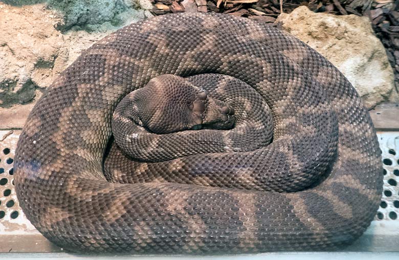 Rauhschuppenpython am 21. Juli 2018 im Terrarium im Grünen Zoo Wuppertal