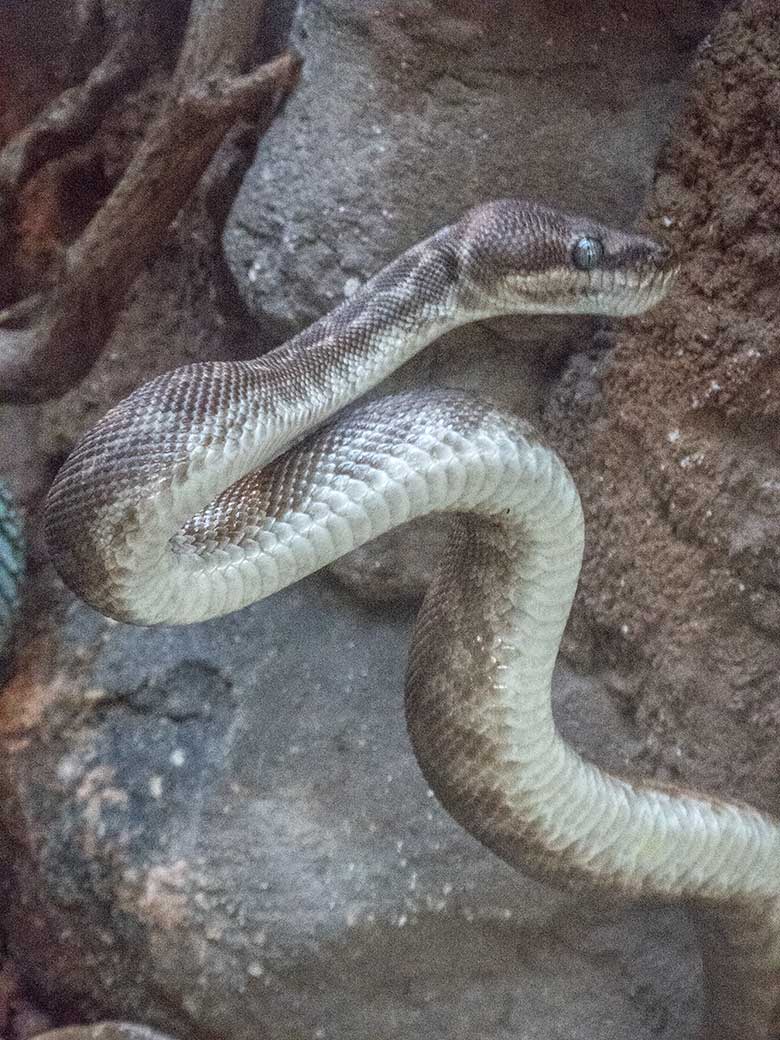 Rauhschuppenpython am 27. Dezember 2019 im Terrarium im Zoologischen Garten Wuppertal