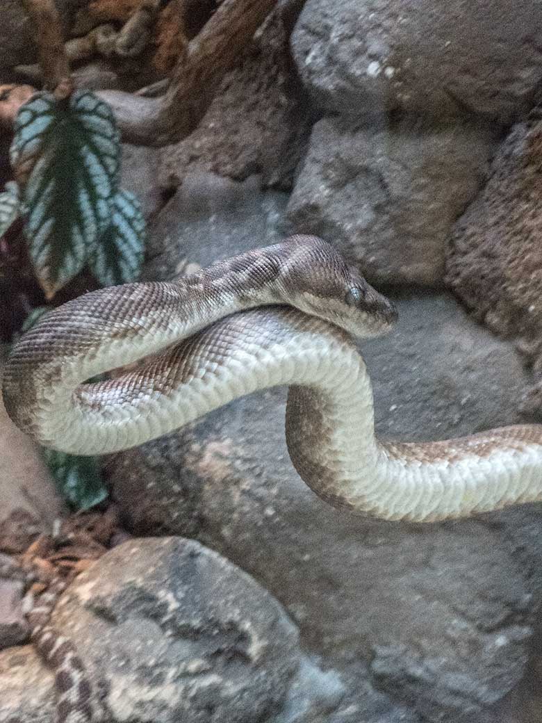 Rauhschuppenpython am 27. Dezember 2019 im Terrarium im Zoo Wuppertal