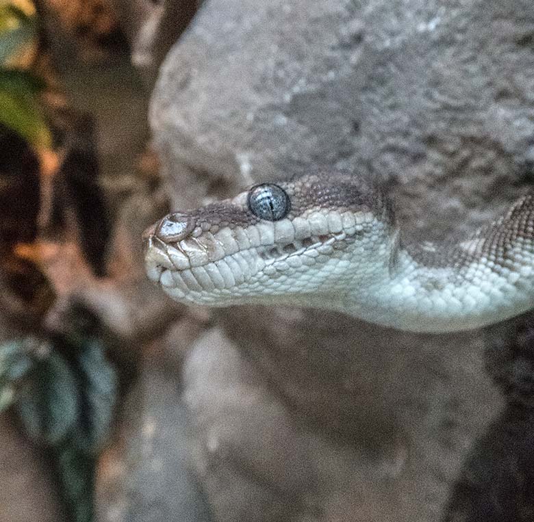 Rauhschuppenpython am 27. Dezember 2019 im Terrarium im Wuppertaler Zoo